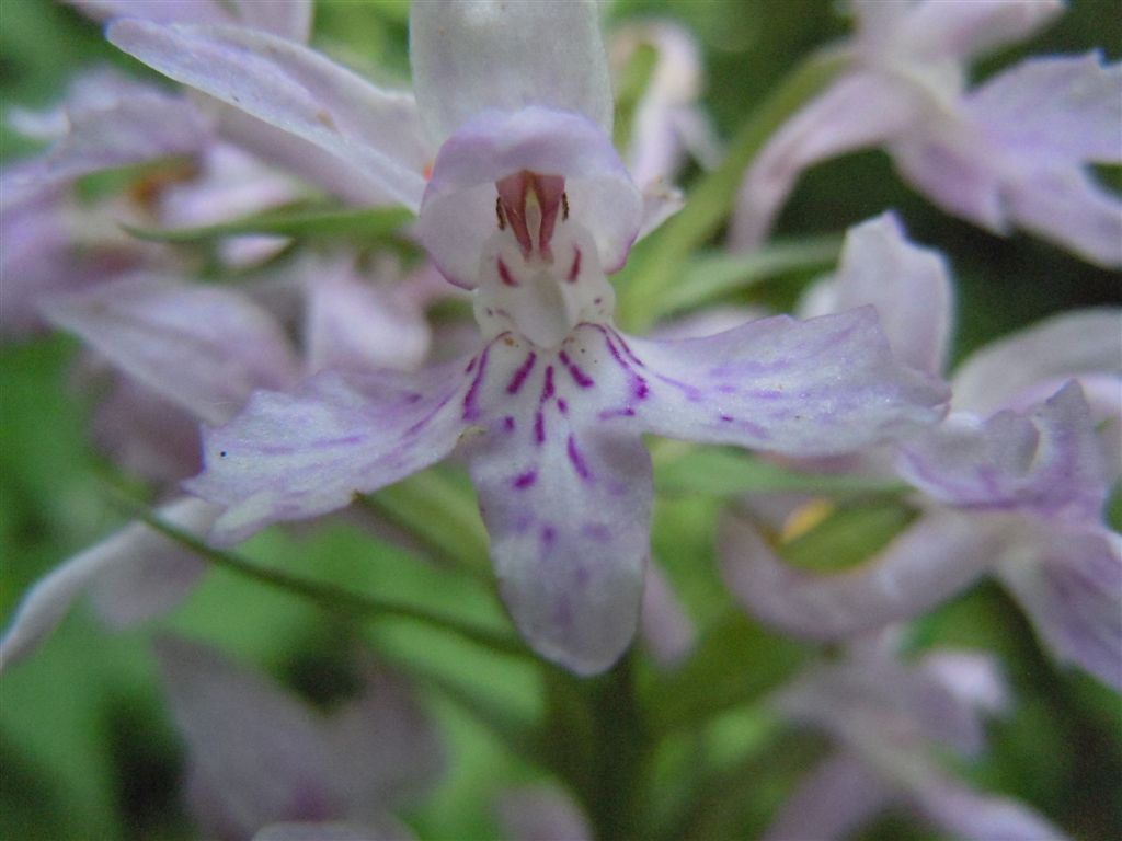 Lamiacea? No, Dactylorhiza fuchsii ?